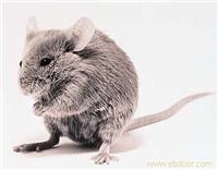 灭老鼠、灭老鼠公司、灭鼠、灭蟑螂、杀蟑螂 上海灭老鼠 上海灭蟑螂、上海杀蟑螂