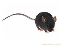 灭老鼠、灭老鼠公司、灭鼠、灭蟑螂、杀蟑螂 上海灭老鼠 上海灭鼠、上海灭蟑螂