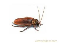 上海灭蟑螂、灭老鼠、灭老鼠公司、灭鼠、灭蟑螂、杀蟑螂 上海灭老鼠 上海灭鼠、上海杀蟑螂