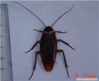 上海灭蟑螂.灭白蚁、灭鼠、灭蚊、灭蝇等害虫防治杀灭服务