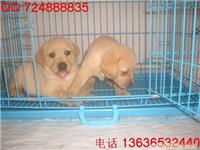 上海哪里有纯种健康的拉布拉多犬卖I导盲犬多少钱I拉布拉多价格I上海哪里有导盲犬卖