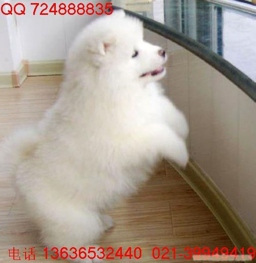 哪里有纯种萨摩耶犬卖I萨摩耶多少钱I萨摩耶价格I上海宠物狗繁殖基地