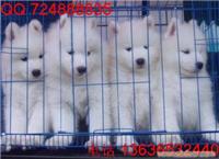 白色狗狗叫什么名字I什么狗好养I上海哪里有纯种萨摩耶犬卖I萨摩耶多少钱I萨摩耶价格