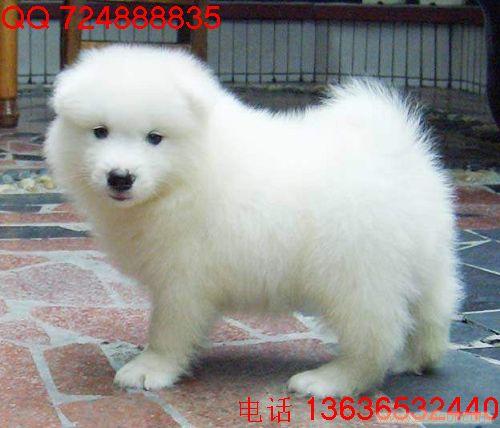 白色狗狗叫什么名字I什么狗好养I上海哪里有纯种萨摩耶犬卖I萨摩耶多少钱I萨摩耶价格