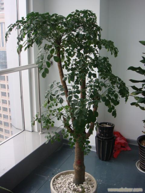 植物租摆/上海植物租摆-幸福树