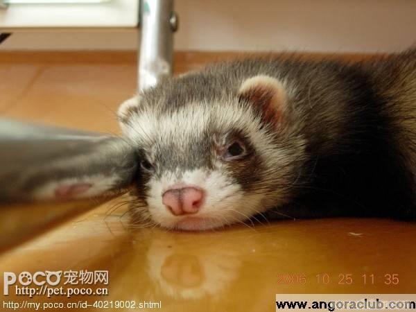 宁波安哥鲁宠物貂火焰色_宁波安哥鲁宠物貂火焰色高清大图_宁波安哥鲁宠物貂火焰色高清图片_一比多产品库_【一比多-EBDoor】