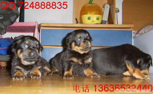罗威纳犬多少钱|罗威纳幼犬价格|上海哪里有纯种罗威纳犬卖|家养罗威纳防爆犬价格