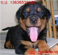 罗威那犬价格|罗威纳防爆犬价格|上海哪里有纯种罗威纳犬卖|罗威那简介