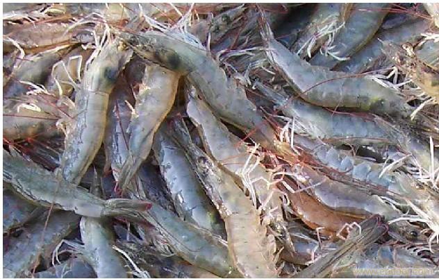 贵阳那里有卖海鲜_相关信息