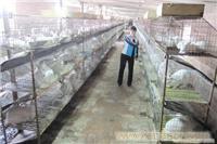专用饲养笼价格