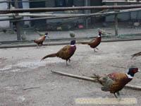 上海绿头野鸭养殖