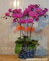 上海花卉租赁公司�