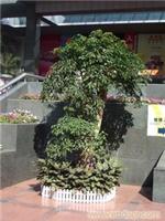 上海黄浦植物租赁|大幸福树租盆