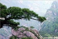 黄山空调火车四日游