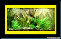 上海专业定做大型壁挂鱼缸 手工鱼缸/手工缸/玻璃鱼缸/专业订做鱼缸/定做鱼缸