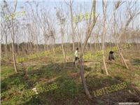 上海栾树苗木种植基地