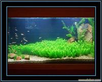 大中型观赏水族设计施工