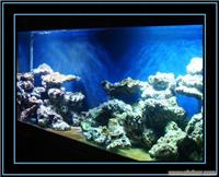 上海鱼缸改造，海洋生物