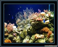 上海专业承接大型水族工程