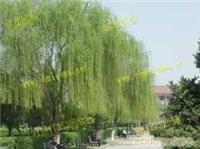 上海垂柳苗木网