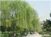 上海垂柳苗木种植基地