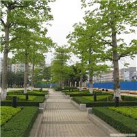 上海浦东绿化养护 闸北绿化养护 闵行绿化养护 上海绿化养护网