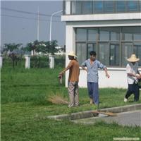 上海绿化养护公司 上海绿化养护服务 上海浦东绿化养护 松江区绿化养护