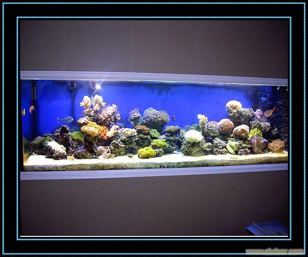 上海鱼缸定做咨询 鱼缸景观设计  鱼缸代管 鱼缸托管