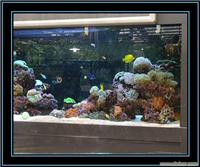 上海专业鱼缸清洗