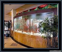 专业设计制作建造水族工程