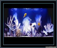 上海专业水族工程公司