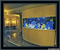 上海专业水族箱定做 维护 托管