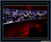 超薄壁画式生态水族箱