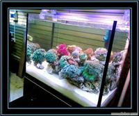 批量订做各种类型鱼缸 水族箱 手工鱼缸