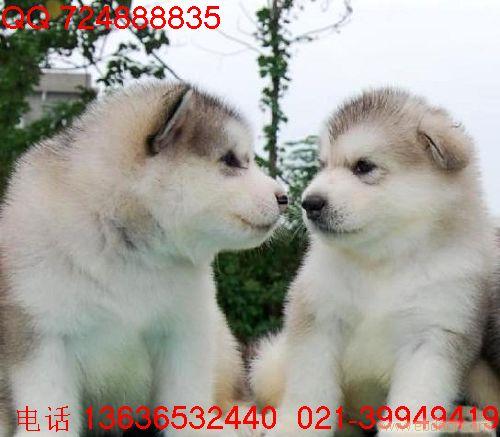 上海哪里有纯种健康的桃脸阿拉斯加雪橇犬卖|净脸阿拉斯加多少钱|狼灰阿拉斯加雪橇犬多少钱|阿拉斯加有多重