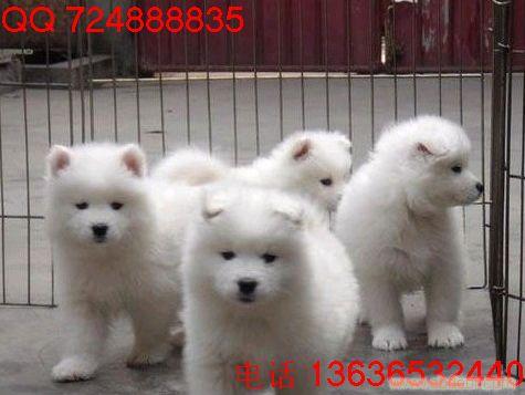 纯白色萨摩耶多少钱|萨摩耶幼犬多少钱|上海哪里萨摩耶|萨摩耶几钱
