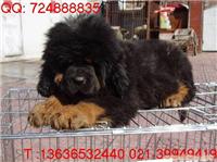上海哪里有2个月藏獒幼犬卖|铁包金藏獒多少钱|雪獒多少钱|中国的獒园在哪里
