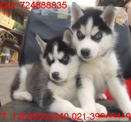 上海哪里有纯种三火蓝眼哈士奇卖|黑白哈士奇多少钱|狼灰小哈多少钱|上海哪里有纯种灰色哈士奇雪橇犬卖|