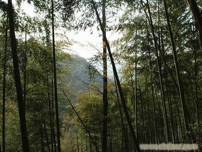 30号线：  安吉  竹海  双溪漂流  二 日 A