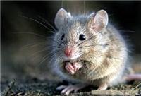 上海专业灭老鼠