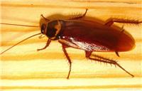 上海灭蟑螂公司/上海专业灭蟑螂