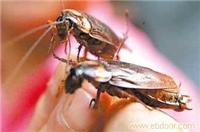 如何消灭蟑螂/如何有效杀灭蟑螂