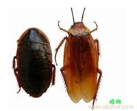 上海灭蟑螂公司/上海灭蟑螂服务电话