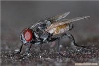 上海专业灭苍蝇