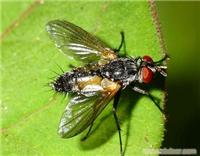 上海杀虫服务/灭四害公司