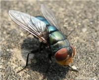 上海灭苍蝇服务公司/