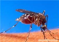 上海杀虫服务/上海灭蚊子