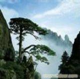 A线 黄山 西递 新安江山水画廊 醉温泉 宋城老街  汽车三日游