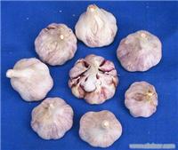 找北京盛金佳源食品有限公司的东北大蒜种子价