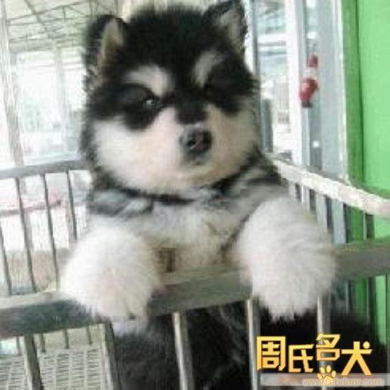 上海地区纯种阿拉斯加雪橇犬出售